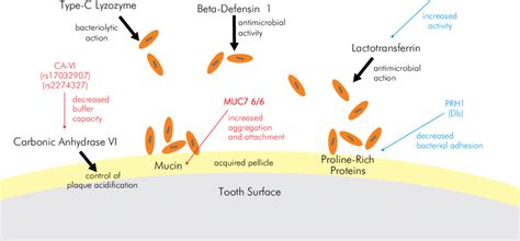 Salivary Proteins And Functions Black That Present Polymorphisms Download Scientific Diagram