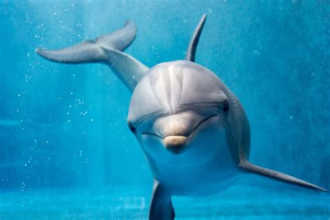 Download A Majestic Dolphin Swimming Against The Deep Blue Sea Of The