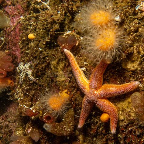 A Picture Of A Common Starfish Common Sea Star Or Sugar Starfish