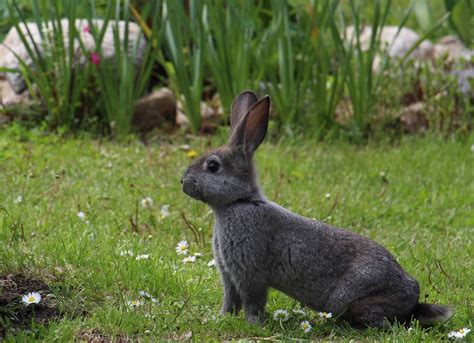 40 Bunny Facts To Make You Go ‘squee Blog Peta India