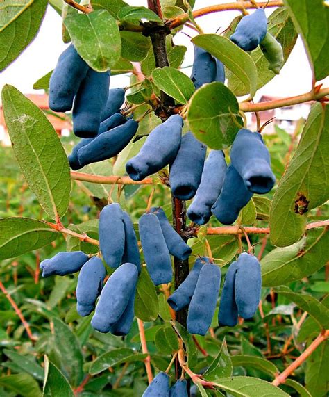 What's weird about this fruit is that it appears to blossom right out of the bark and trunk of the tree! honeyberries | Weird fruit, Fruit garden, Plants