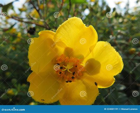Beautiful Flower Color Natural Aroma Field Petals Perfume Stock Image