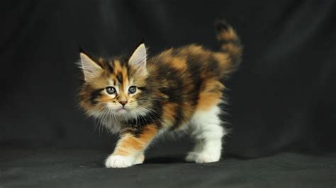 Bengal kittens, savannah kittens, serval kittens and cracal kittens in our large breeding program, all of our kittens are exposed to an appropriate amount of uv lighting. Maine Coon Wallpapers - Wallpaper Cave