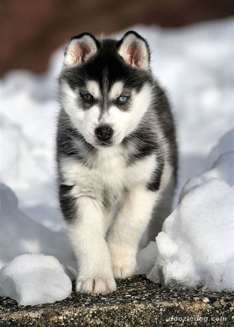 40 Cute Siberian Husky Puppies Pictures Tail And Fur