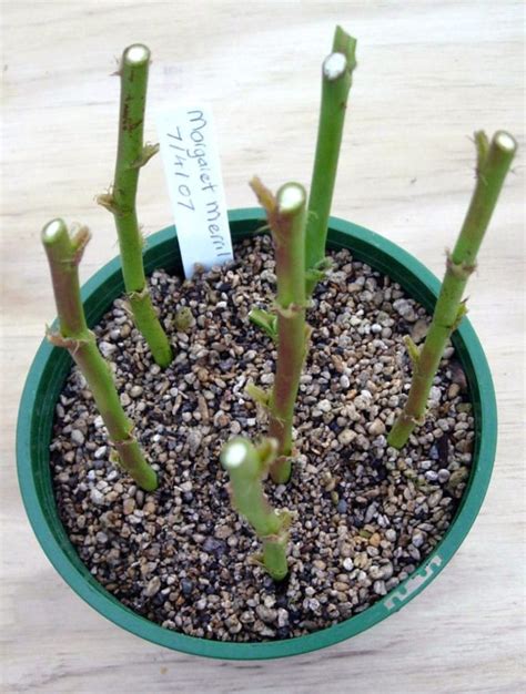 How To Take Rose Cuttings Plants Gallery