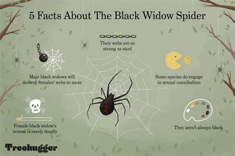 Their scientific name is latrodectus mactans, and they share the latrodectus name with several similar spiders (sometimes called widow spiders). 8 Facts About the Black Widow Spider