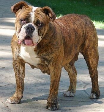 Explore more of our lilian cheviot collection. Olde English Bulldogge Dog Breed Information and Pictures