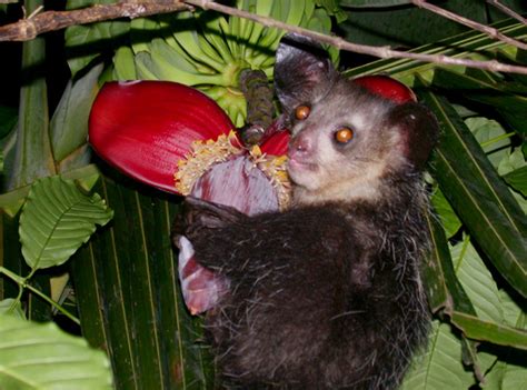 Fileaye Aye Daubentonia Madagascariensis Wikimedia Commons