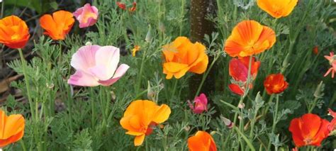 Despite what you may have read or the fact that we've all been taught four week old asparagus seedling ready to be potted up in february 2019 from saved seed. self sowing annuals | Flower seeds, California poppy ...