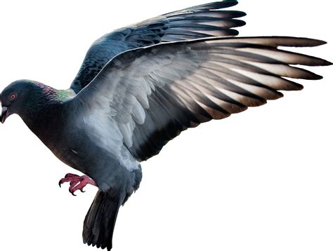 Domestic Pigeon Columbidae Flight Pigeon Png Image Png Download