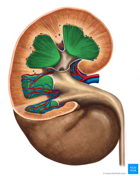 Kidneys Anatomy Location Structure And Function Kenhub