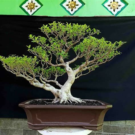 Tahukah Kamu Ini Dia Bonsai Beringin Termahal Pinhome