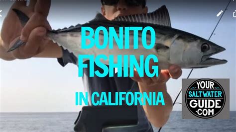 Bonito Fish Fishing In California Youtube