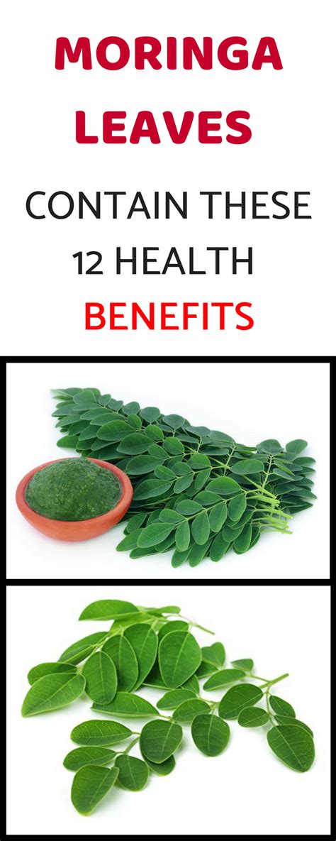 They are used in smallholder rabbit farming in several african countries. Moringa Leaves contain These 12 Health Benefits ...