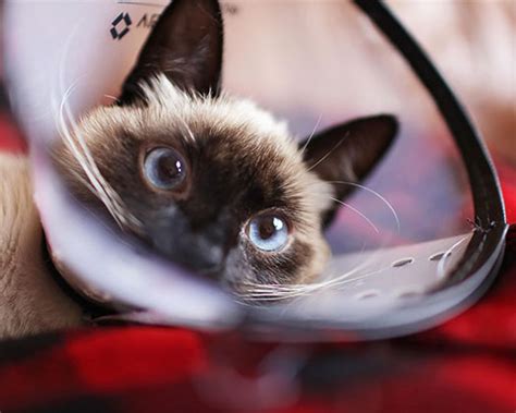 Lassen sie ihre katze kastrieren oder sterilisieren, beugen sie unnötigem leid vor. Pflege und Vorsorge bei Katzen
