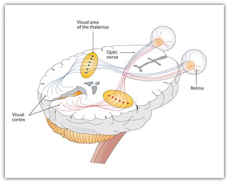 Chapter 4 Sensation Perception And Vision Psychology