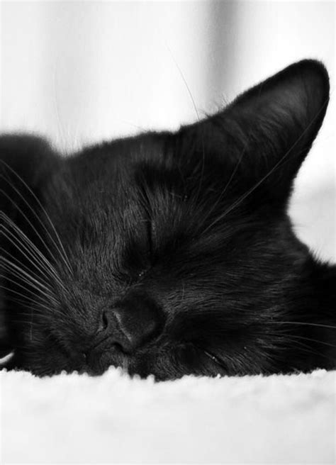 Beautiful Sleeping Black Cat Cat Sleeping Pretty Cats Beautiful Cats
