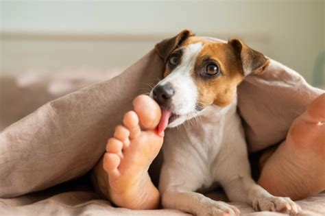 Why Do Dogs Lick Your Feet 8 Reasons For This Behavior Pet Keen We