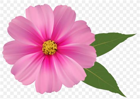 Pink Flowers Clip Art Png 6195x4416px Flower Annual Plant Color
