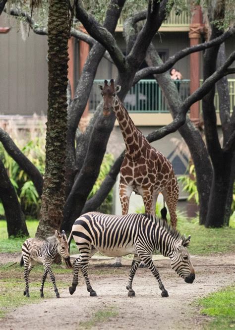 Baby Zebra Born At Disney World