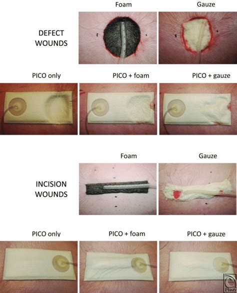 Photos Of The Treated Wounds Both Incision And Defect Wounds Were