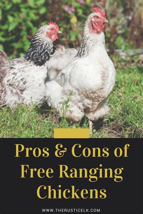 Think Free Ranging Is The Only Way To Raise Your Homestead Chickens