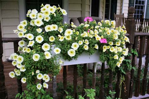 Red geraniums are a good choice to put in a window box. Long-Blooming Flowers for Window Boxes - Home Garden Joy
