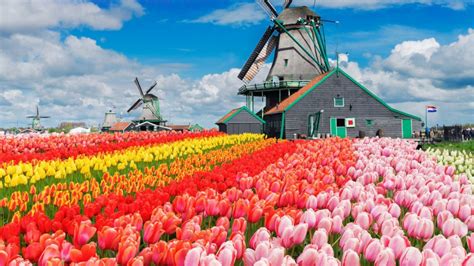 Поля Тюльпанов В Нидерландах Фото Telegraph