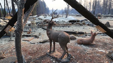 California Wildfires Updates 42 Dead In Camp Fire And Toll Expected To