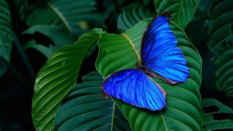 Bleu Morpho Papillons Lépidoptères Fond Décran Blue Morpho Butterfly
