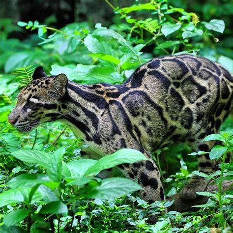 Discover the Majestic Sunda Clouded Leopard