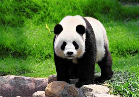 9 Giant Panda Giant Pandas Hd Wallpaper Pxfuel