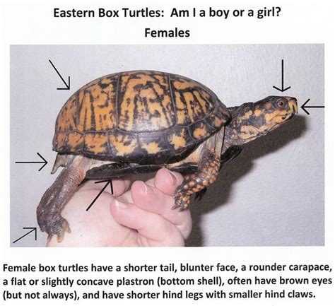 Box Turtle Gender