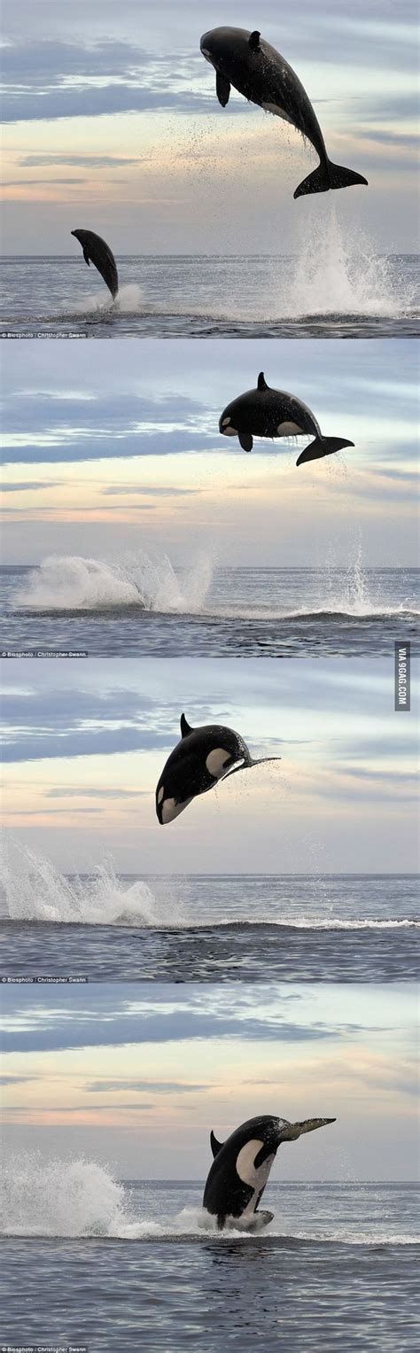 8 Ton Orca Jumps 15 Feet In The Air Chasing After Dolphin Funny