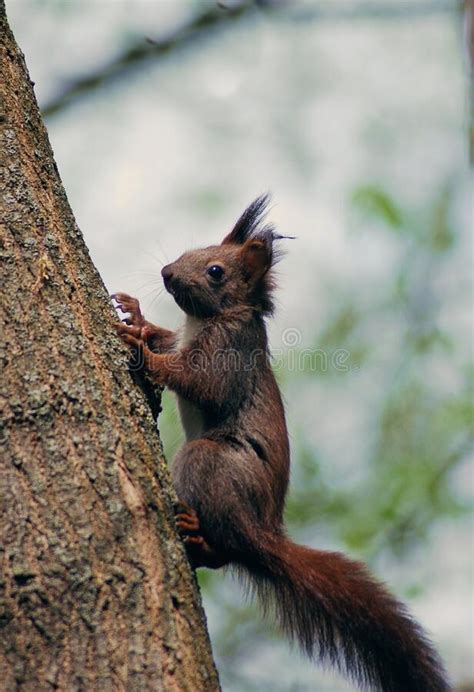 A Brown Squirrel In The Tree During Spring Time Stock Photo Image Of
