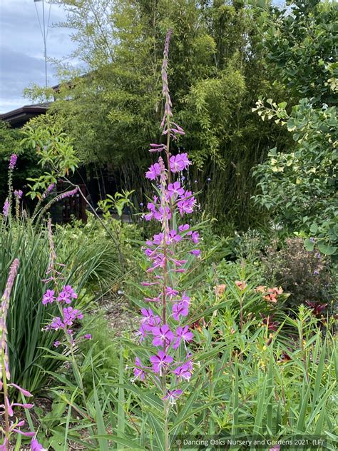 Chamaenerion Angustifolium Fireweed Dancing Oaks Nursery And Gardens