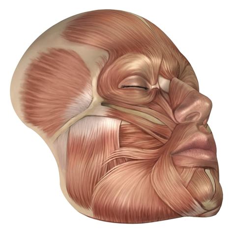 Anatomy Of Human Face Muscles Poster Print