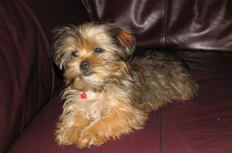Shorkie A Definitive Review Of The Shih Tzu Yorkie Mix And Photos