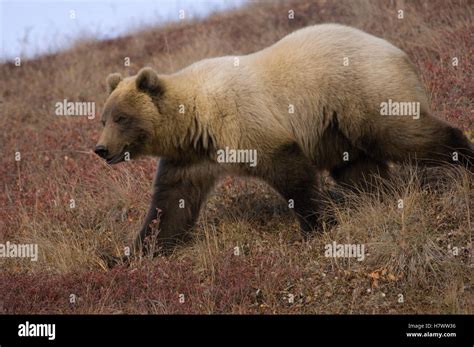 Grizzly Bear Ursus Arctos Horribilis Sow Alaska Stock Photo Alamy
