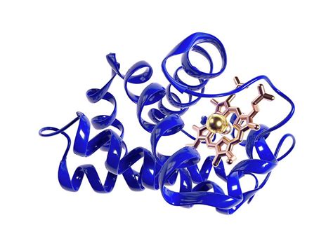 Haemoglobin Molecule Photograph By Indigo Molecular Images Science