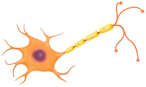 Nerve Cells Diagram Clipart Best