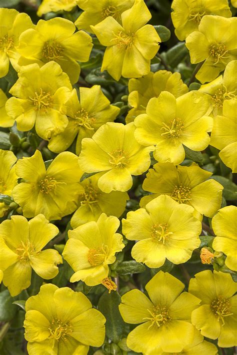 The flowers from a lipstick succulent are pink. Mojave® Yellow - Purslane - Portulaca umbraticola | Yellow ...
