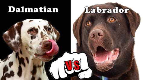 Dalmatian vs Labrador | DOG COMPARISON | Dogmal | Dog comparison, Dog gifs, Dog vs dog