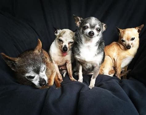 Senior Chihuahuas Adopted Together Are All About Squad Goals Cute