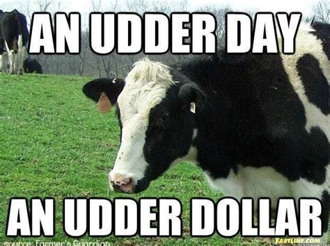 We Laughed Cows Funny Cow Meme Cow Quotes