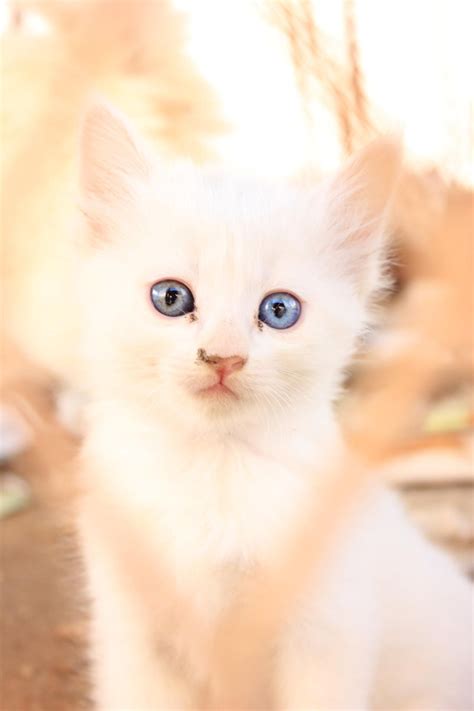 8 Cute White Cat With Blue Eyes Cats Sarahsoriano