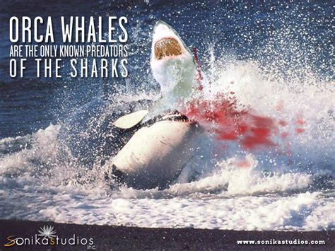 An Orca Whale vs. A Great White Shark : whowouldwin