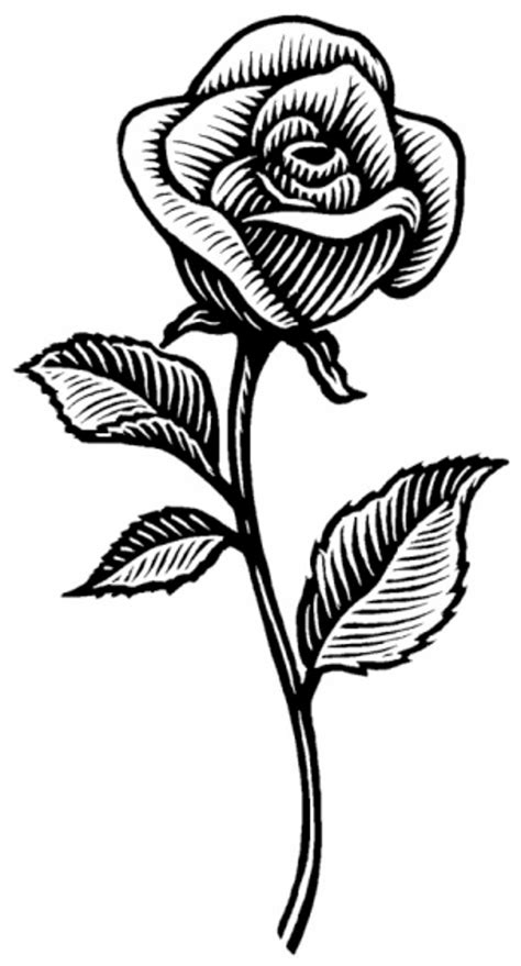 Imágenes de rosas para dibujar | Descargar imágenes gratis