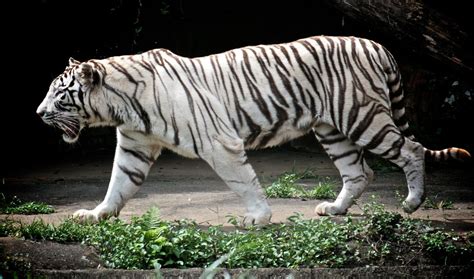 White Tiger Zoo Sp Anderson Mancini Flickr