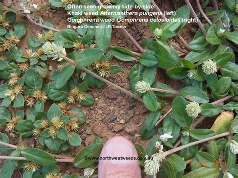 Read this first before you tackle how to control common weeds in your yard. weed control - I need to remove a ton of prickles ...